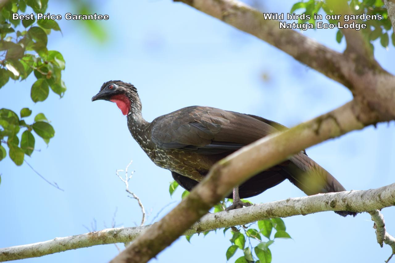 Natuga Ecolodge-Villas Dominical Baru Екстер'єр фото